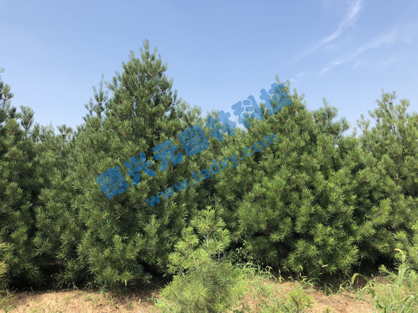 �c���鿴Ԕ����Ϣ���}����Ƥ�� ��x�Δ���2114