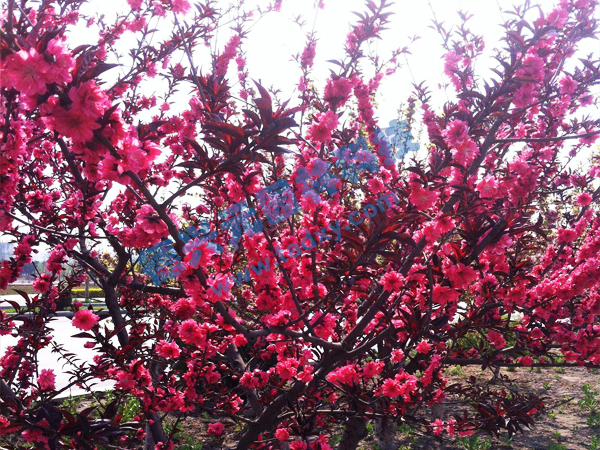 �c���鿴Ԕ����Ϣ���}������ ��x�Δ���2173