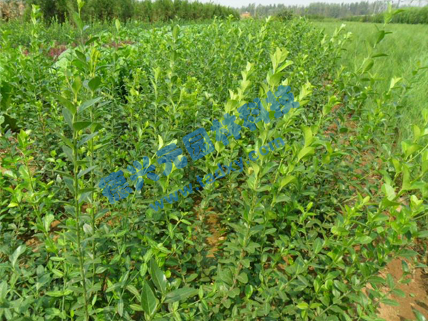 �c(di��n)���鿴Ԕ��(x��)��Ϣ��(bi��o)�}�����~������ ��x�Δ�(sh��)��2591