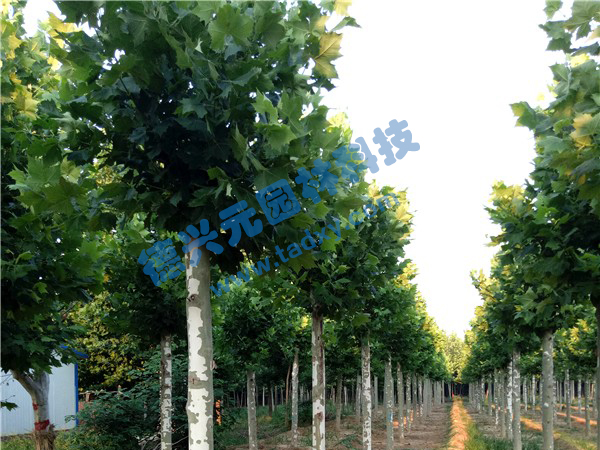 �c(di��n)���鿴Ԕ��(x��)��Ϣ��(bi��o)�}����ͩ ��x�Δ�(sh��)��2186