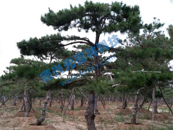 �c(di��n)���鿴Ԕ��(x��)��Ϣ��(bi��o)�}������ ��x�Δ�(sh��)��2287