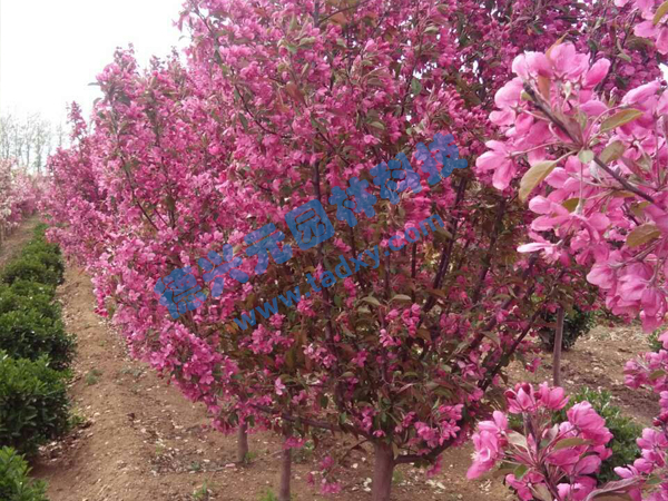 �c���鿴Ԕ����Ϣ���}���k������ ��x�Δ���2093