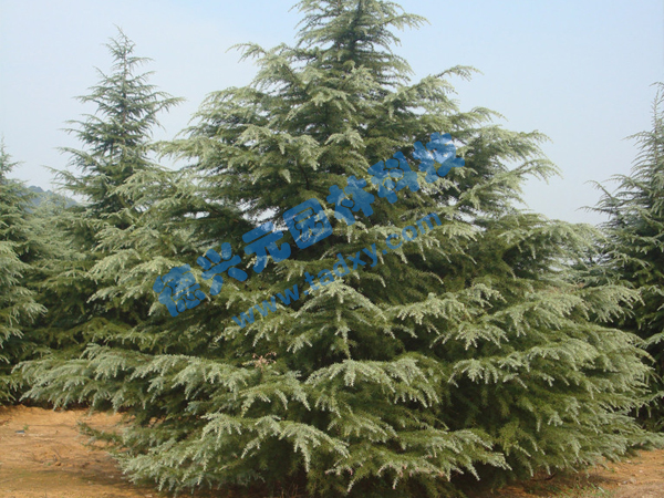 �c���鿴Ԕ����Ϣ���}��ѩ�� ��x�Δ���1827