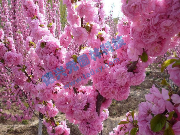 �c���鿴Ԕ����Ϣ���}���ѻ� ��x�Δ���1862